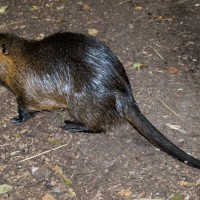 Coypu